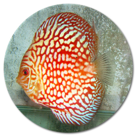 Fire Dragon Bulldog Discus - 2 inch